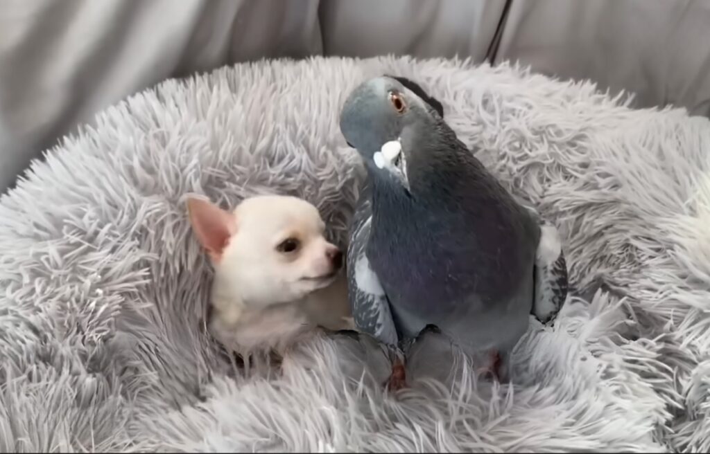 Herman and a puppy sharing a bed