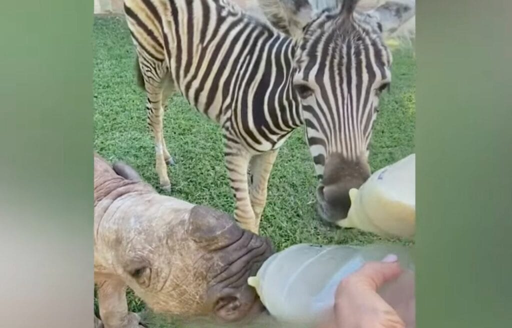Daisy and Modjadji drinking milk