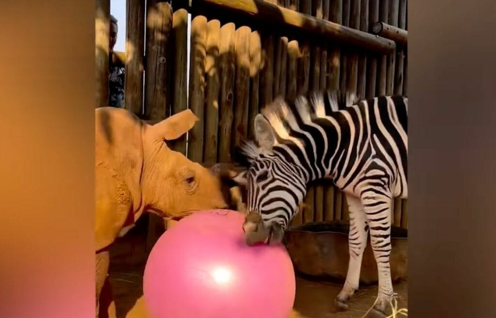 Daisy and Modjadjiplaying with a balloon