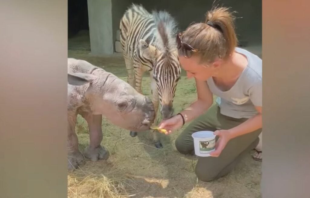 Daisy and Modjadji being fed