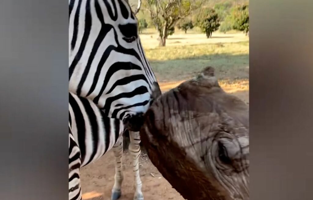  Daisy and Modjadji kissing