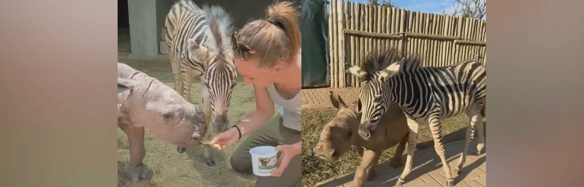 Abandoned Zebra and Orphaned Rhino Find Healing in Friendship  featured image