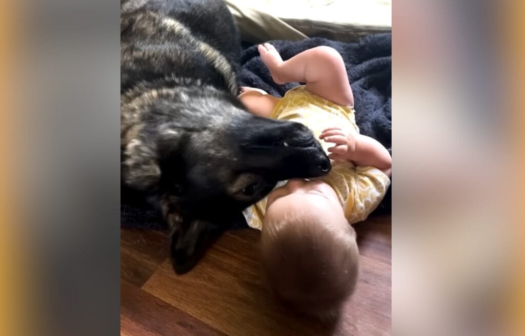 German Shepherd dog lying on River