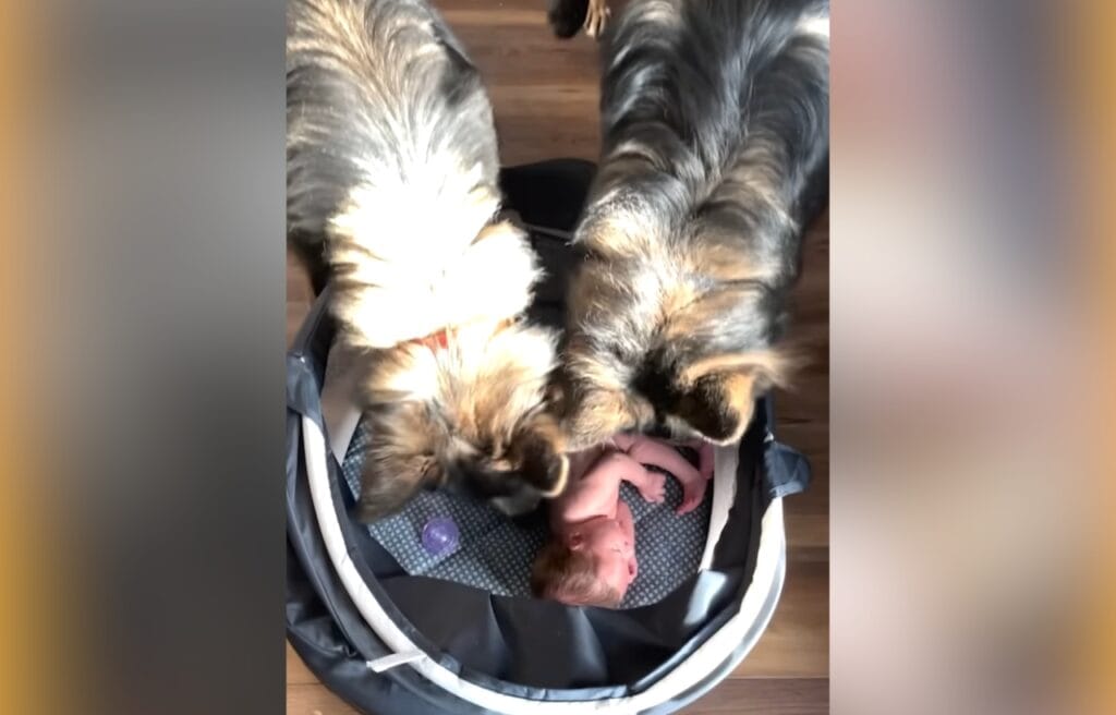 The German Shepherd dogs smelling baby River