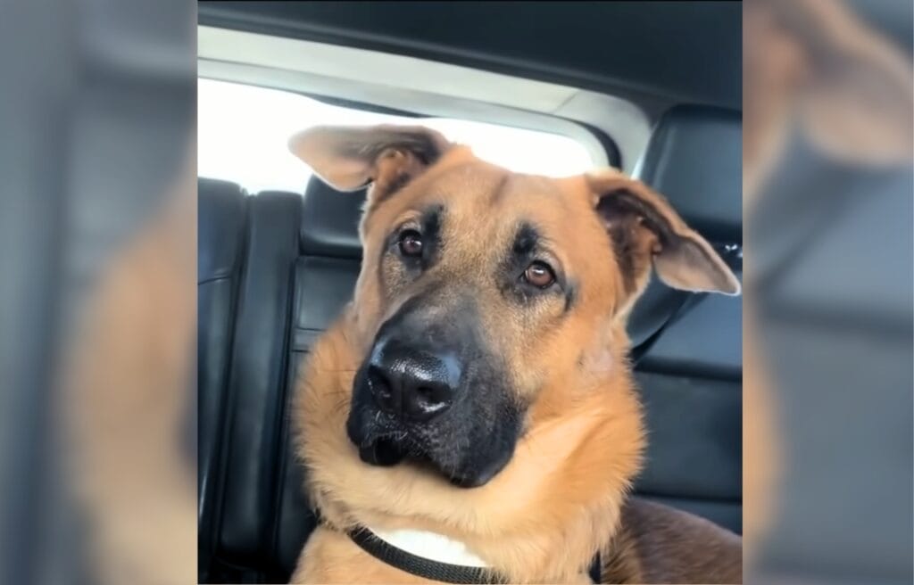 Rusty looking at the camera