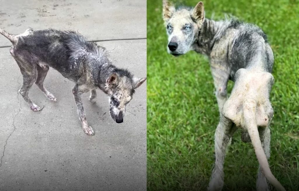 Ryken when he was still skinny 