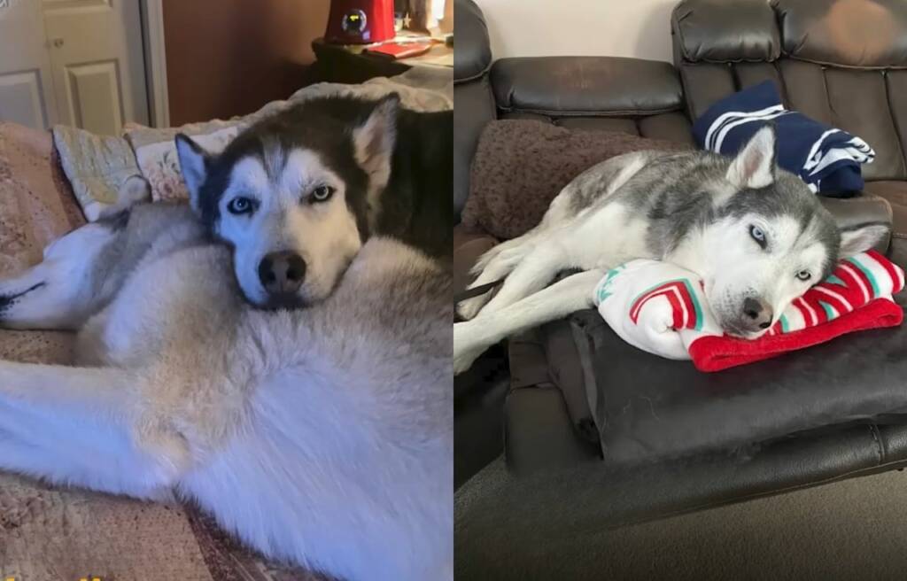 Side by side image of Ryker looking healthy and happy 