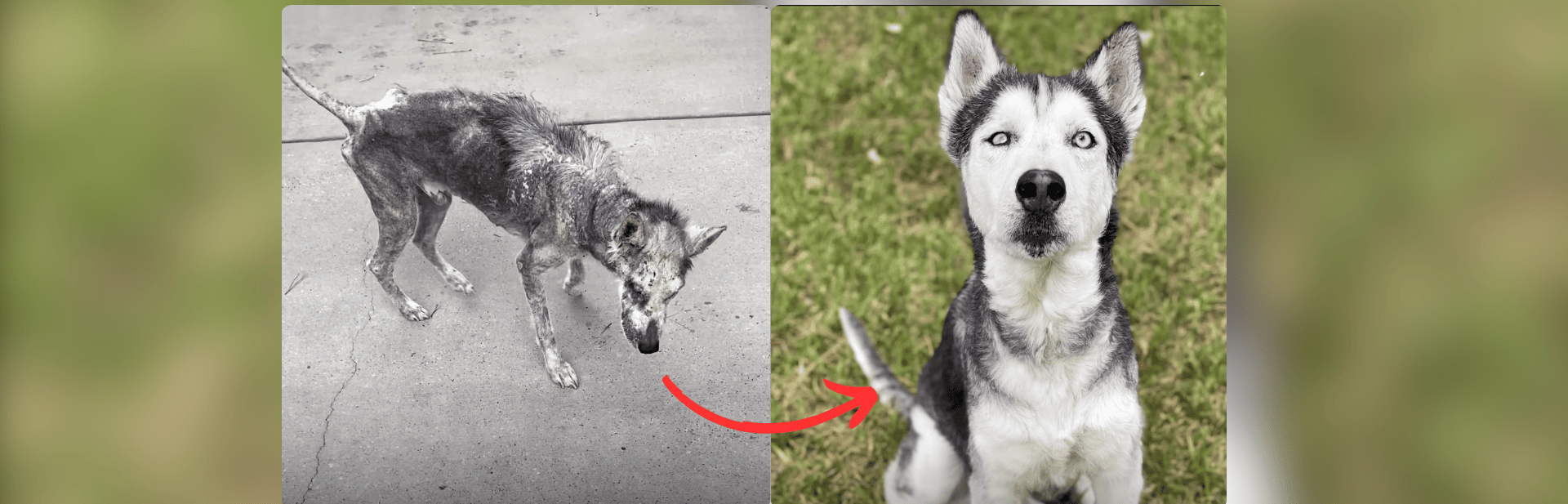 Shy Rescue Husky Finally Finds His Voice With Foster Mom featured image