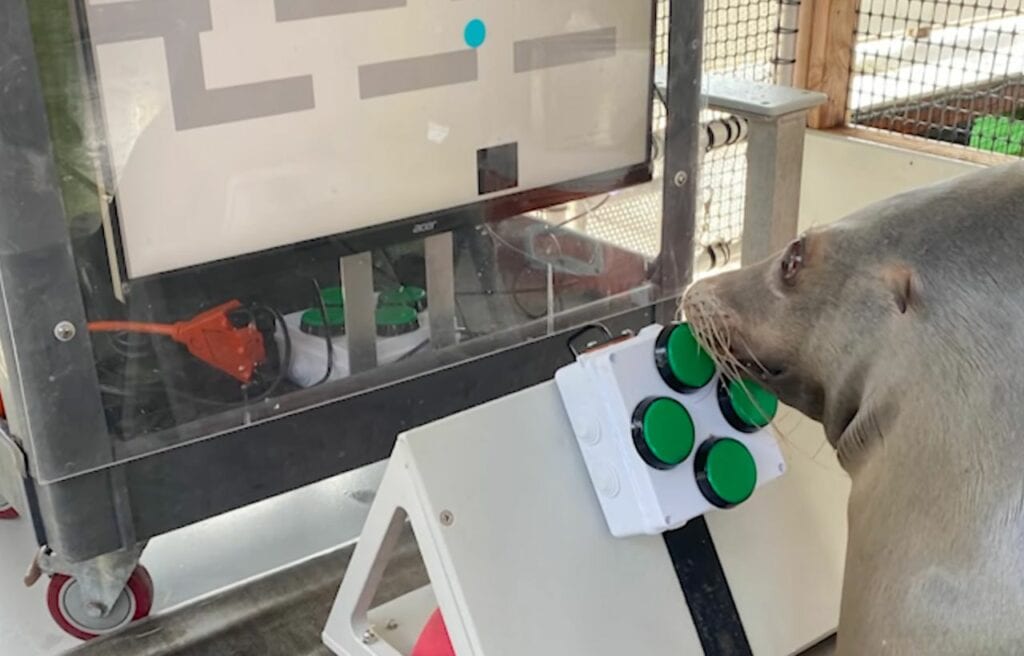 Close up of Spike playing the game