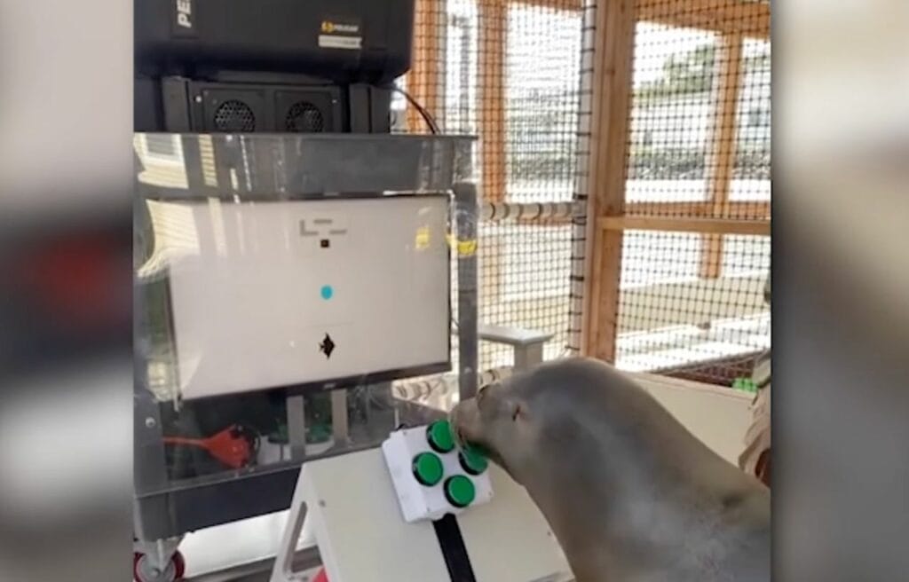 Spike playing the game