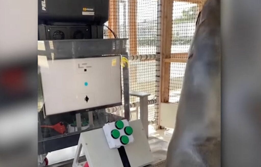 Spike reaching for the fish reward