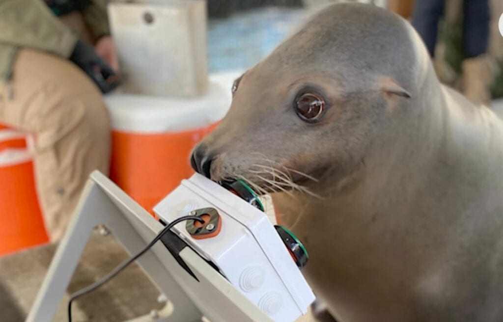 Close up of Spike pressing the buttons using his snout
