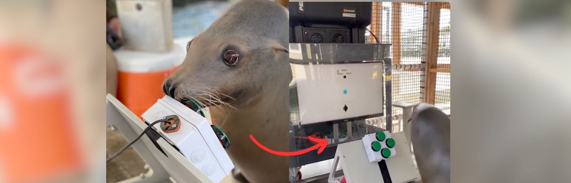 This Sea Lion Playing Video Games is the Cutest Gamer You'll Ever See featured image