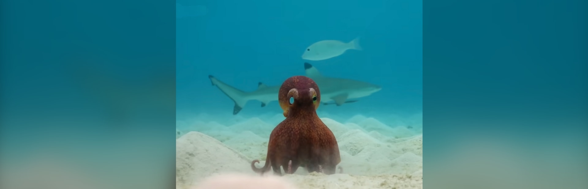 Octopus Cheats Death with Help from an Incredible Invisible Ally featured image