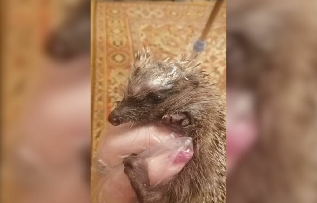 baby hedgehog with scar on its head
