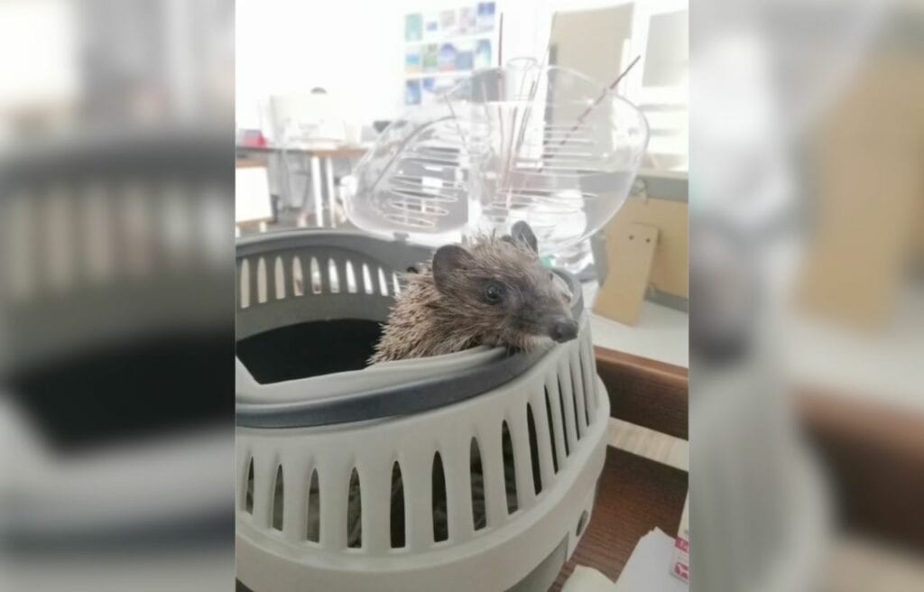 baby hedgehog going out on its cave