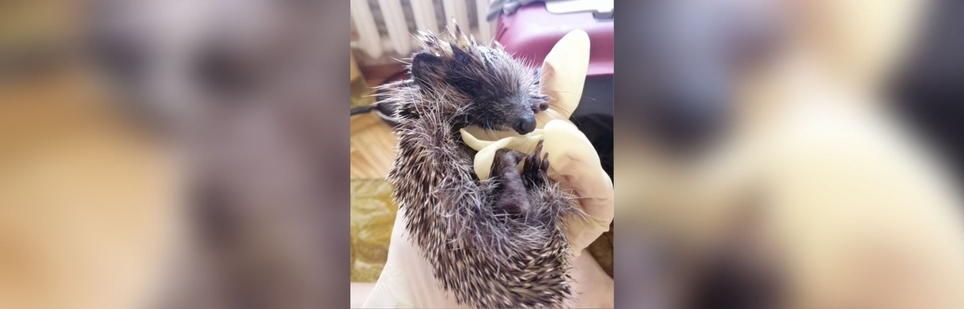 this little hedgehog featured image
