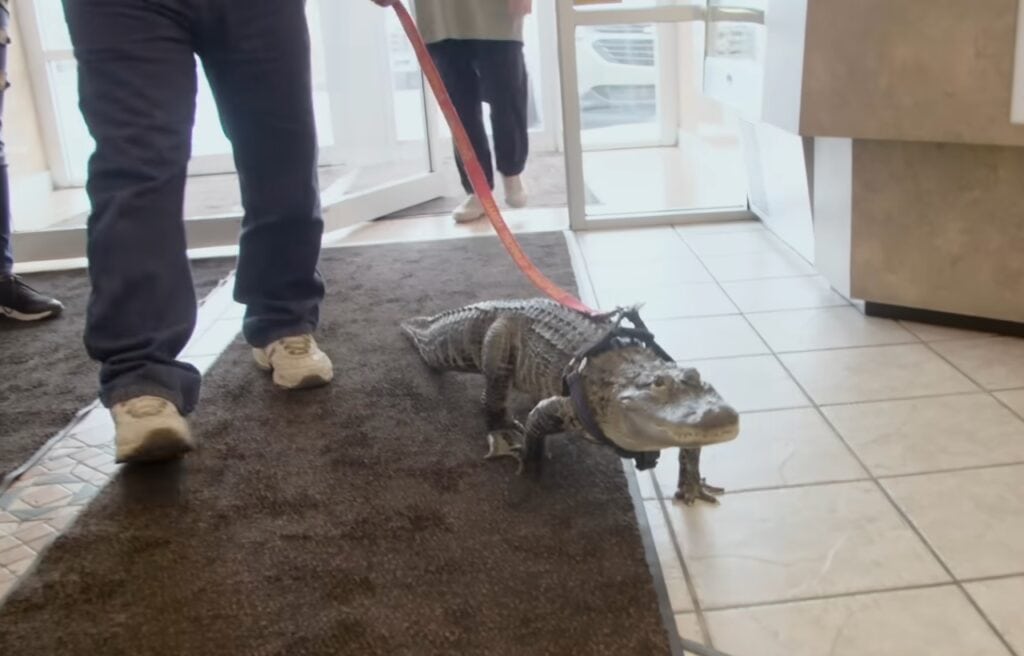 Wally walking around with a leash