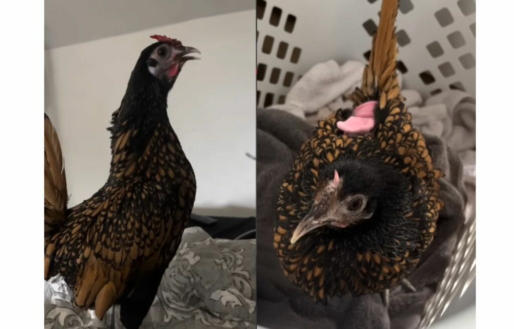 Side by side image of Tina