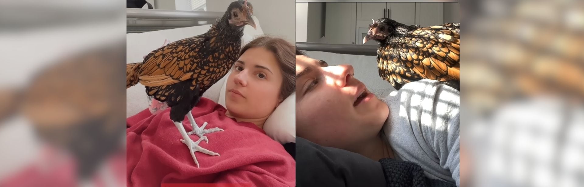 Meet the Little Chicken Who Thinks She's a Guard Dog featured image