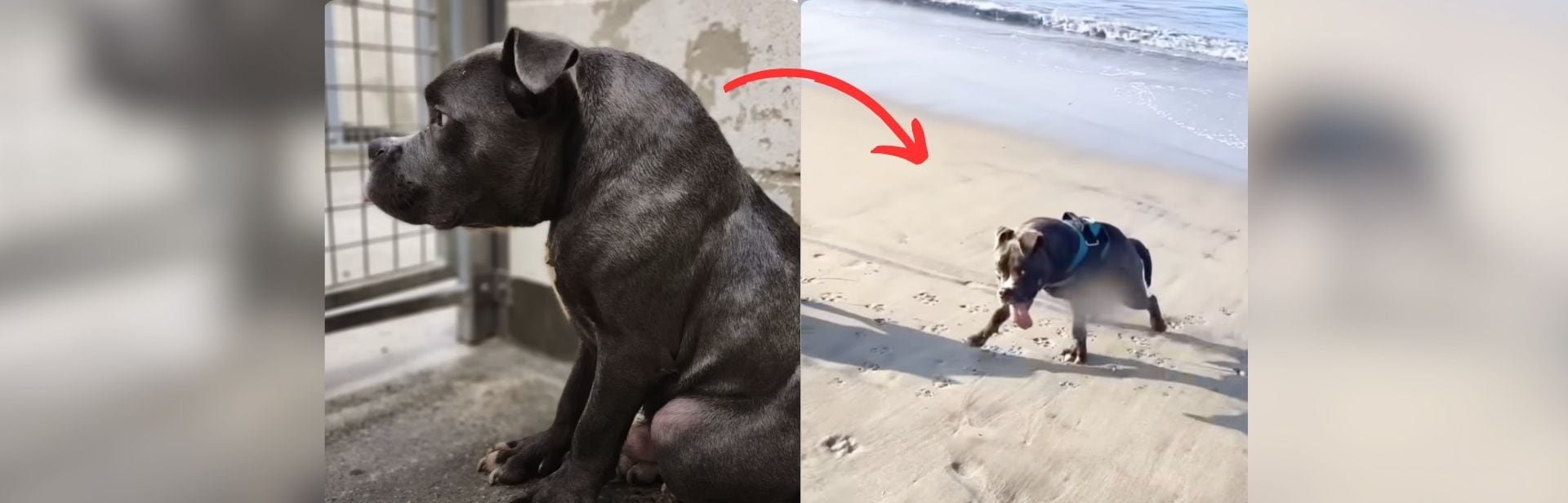 The Sweet Dog Who Won a Forever Home Despite His Unique Looks featured image