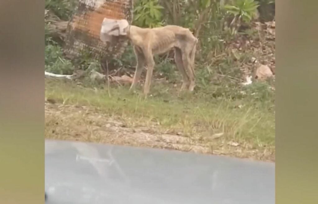 Winnie with plastic stocked on her head