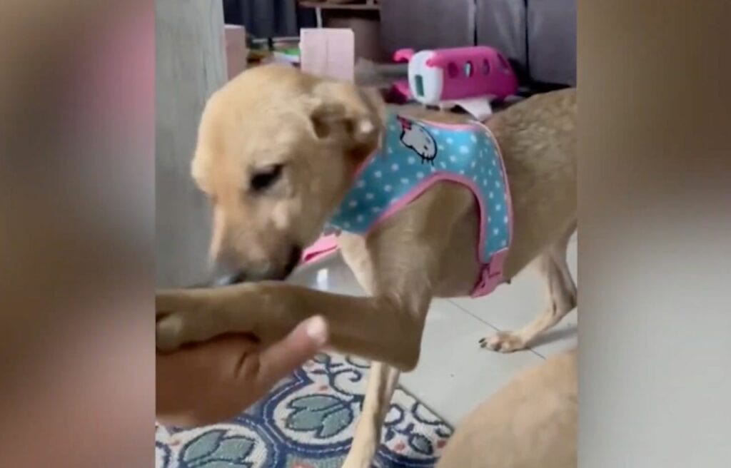 Winnie gives her paws