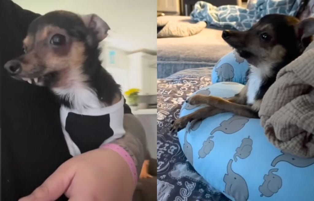 Side by side image of Marv