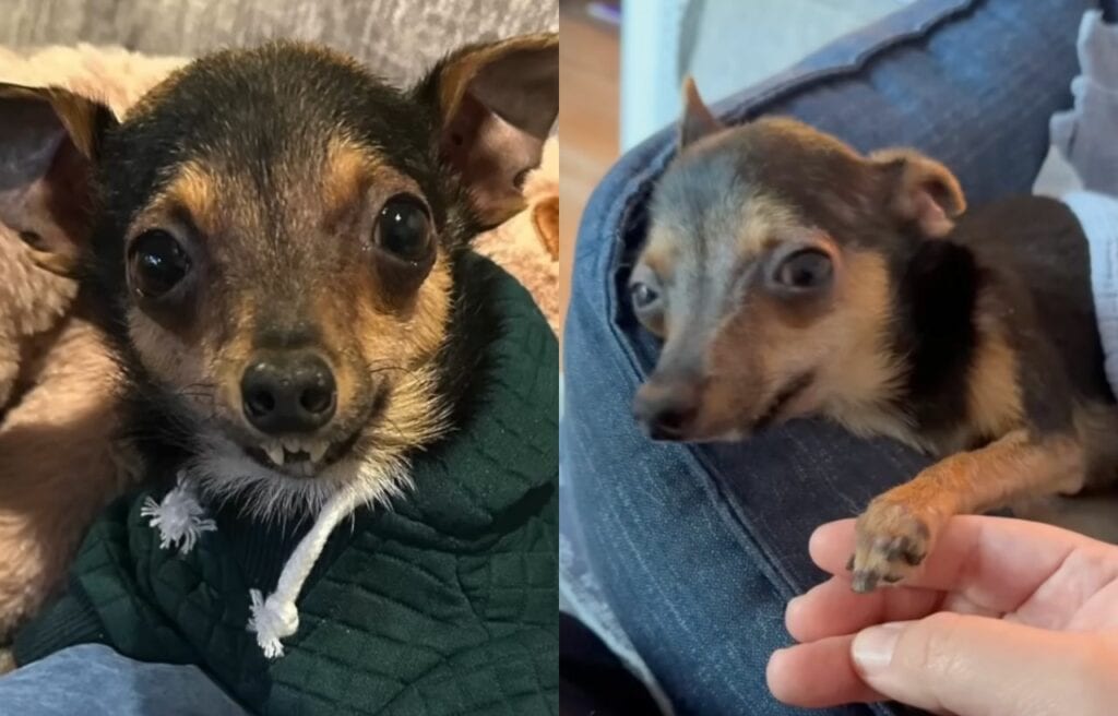 Side by side image of Marv