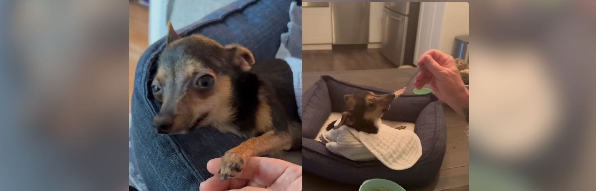 Rescued Dog with a Quirky Smile Spreads Joy and Love featured image