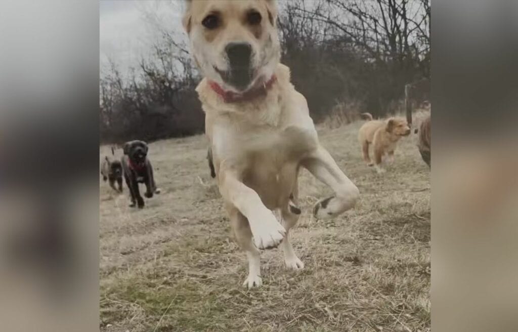 Angel running in the farm