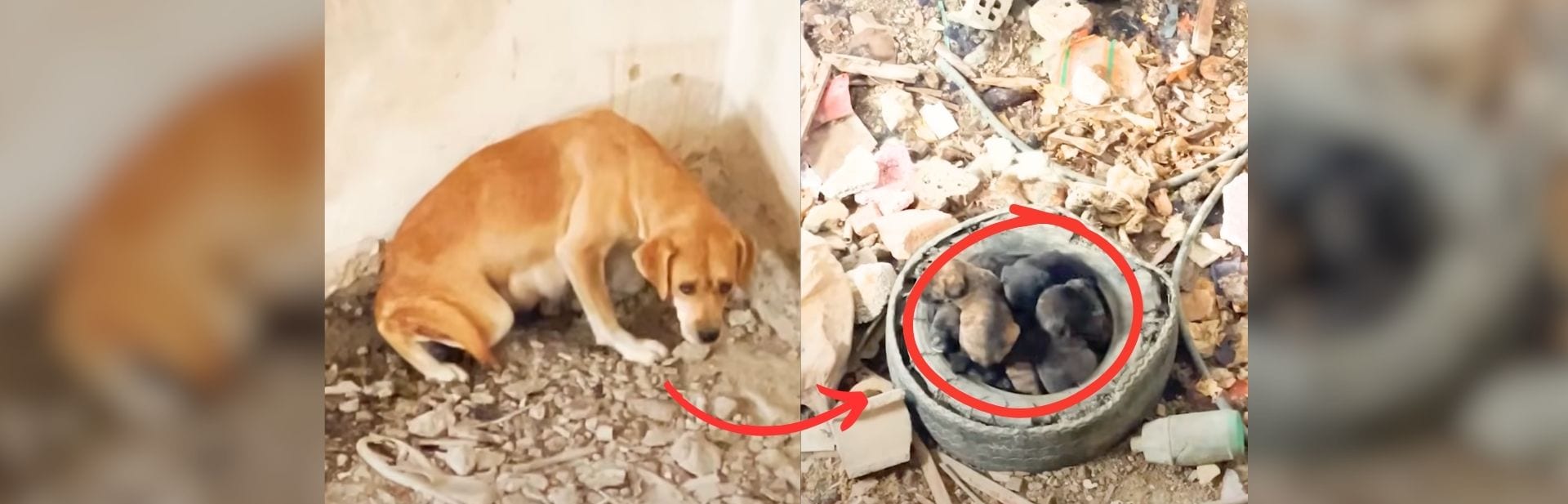 Heroic Vet Saves Dog Mom and Puppies  After Landslide in Turkey featured image
