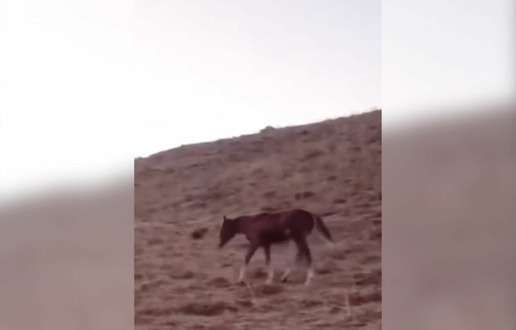 Destan abandoned in the forest