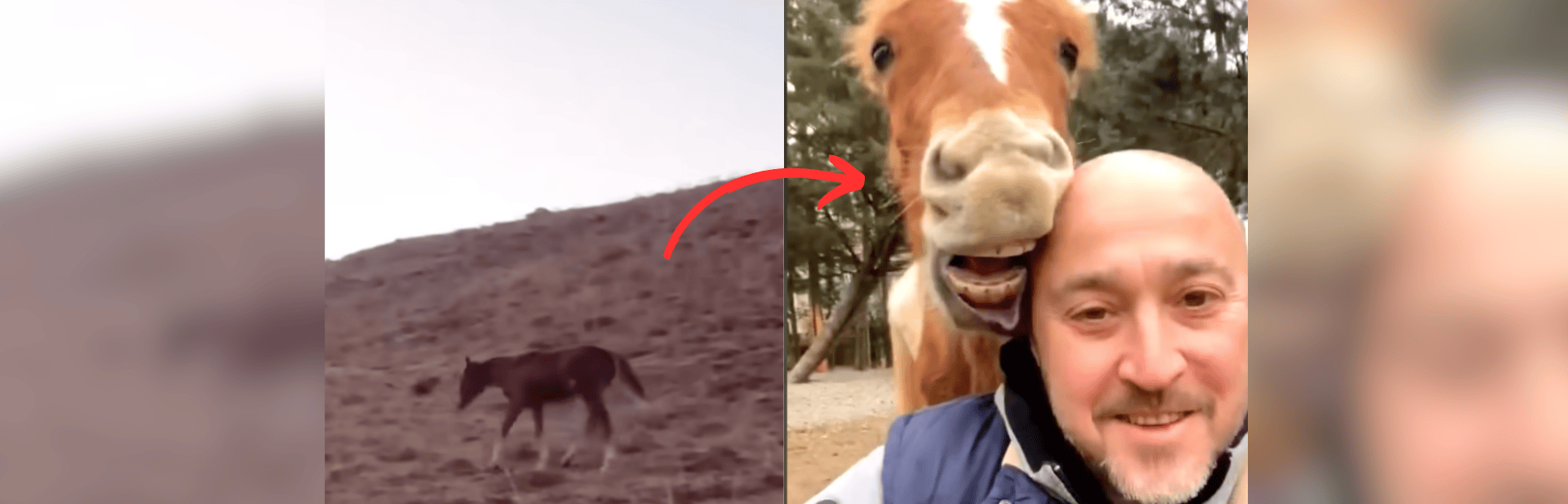 Discarded for Being Blind, Mare Finds a Home That Wants Her featured image