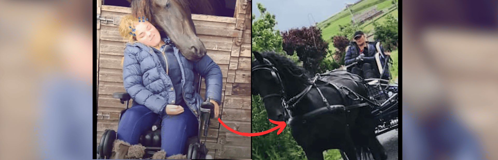 Brave Rider Conquers Paralysis with Majestic Friendship featured image