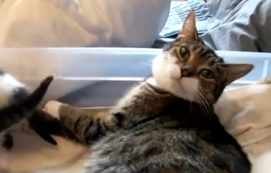 Image of Poupee the cat