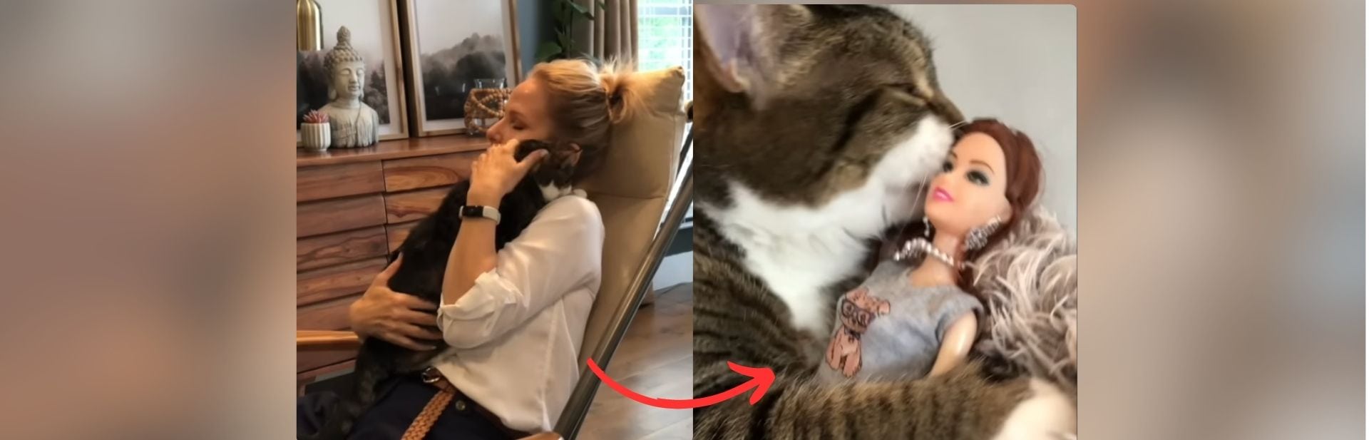 How a Pregnant Alley Cat Became a Cherished Pet with a Toy Obsession featured image