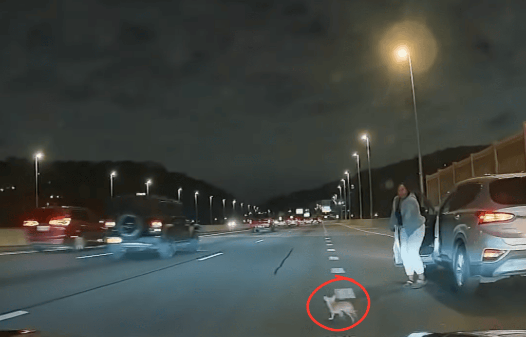 Bean the chihuahua on the highway