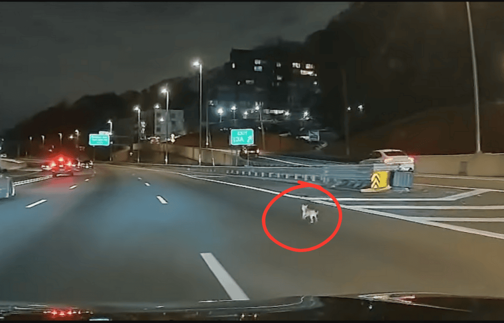 Bean the chihuahua on the highway