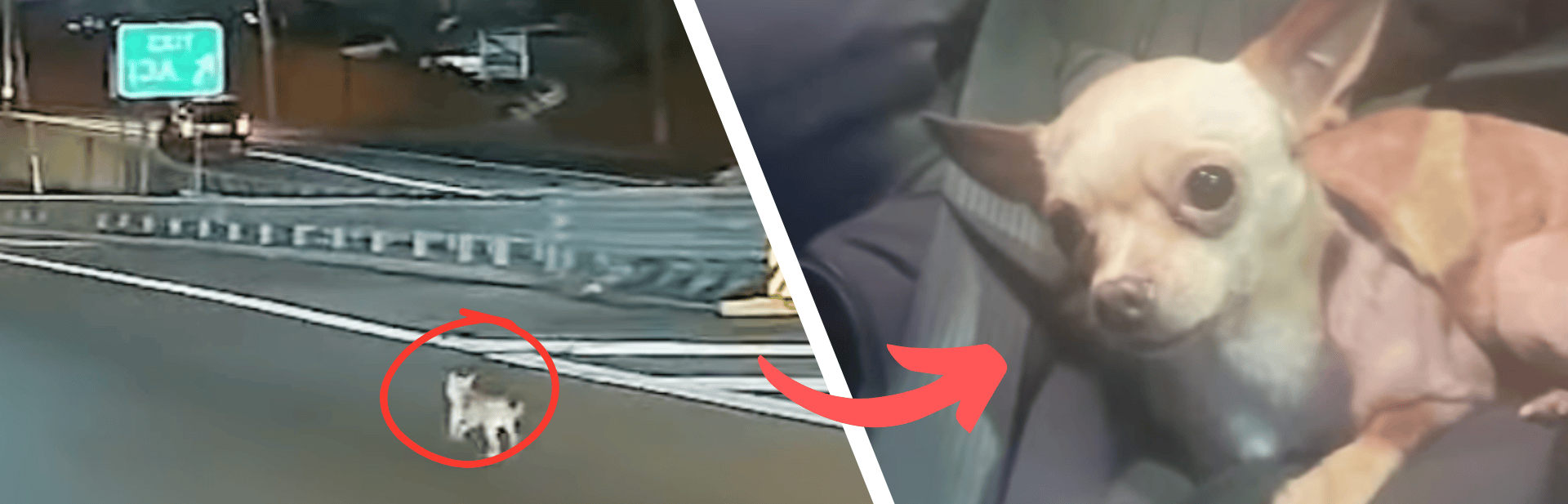 Chihuahua's Highway Run Turns Into Heartwarming Community Rescue featured image