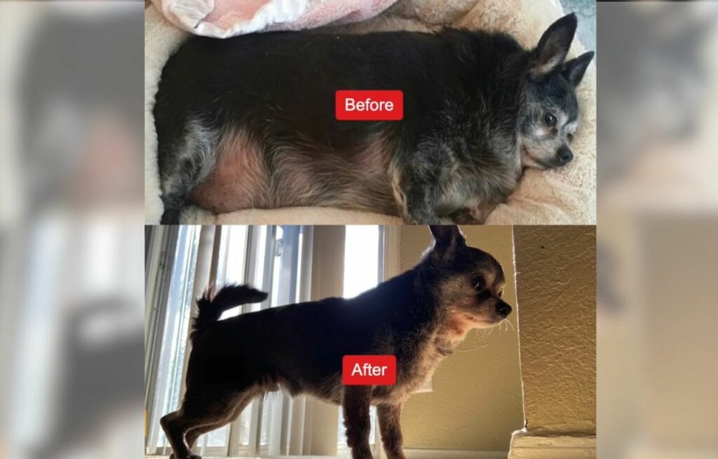 Before and after transformation of Shorty