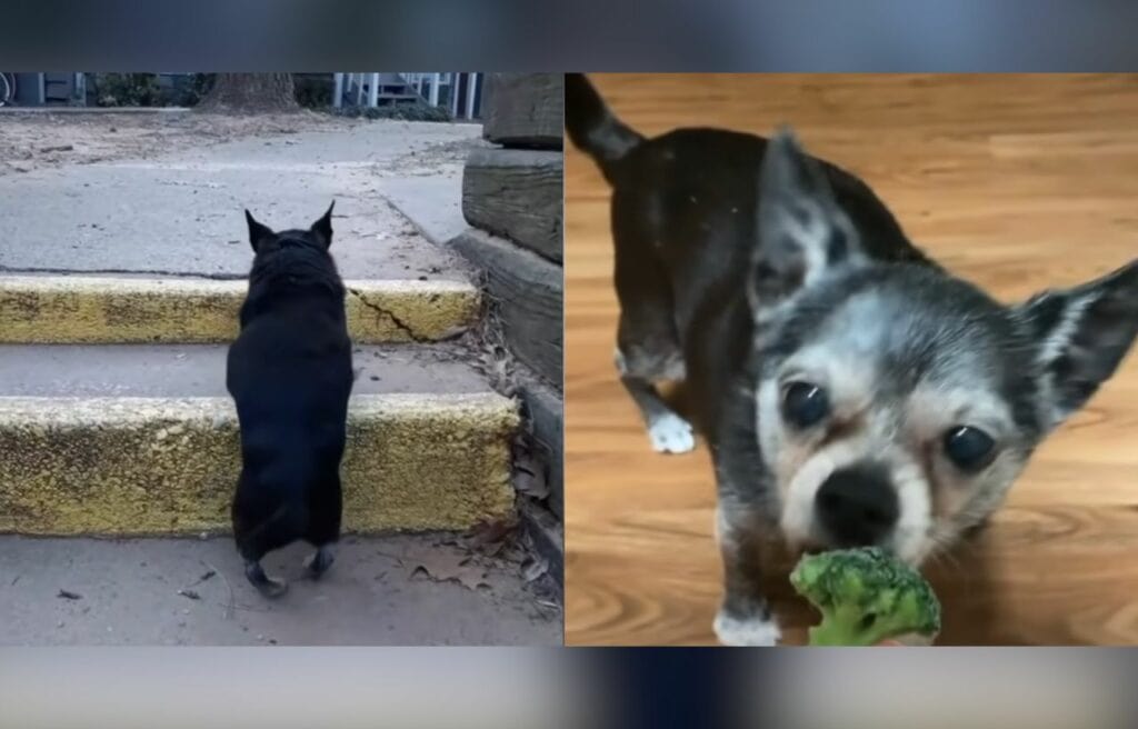 Shorty taking the stairs and eating cauliflower 