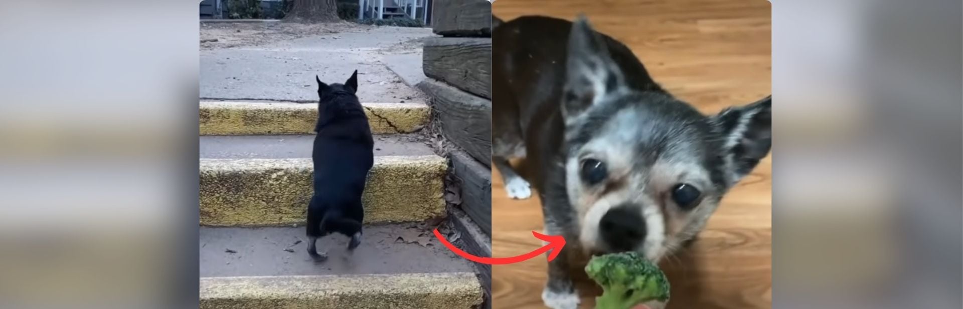 Chubby Senior Chihuahua's Incredible Journey to Health featured image