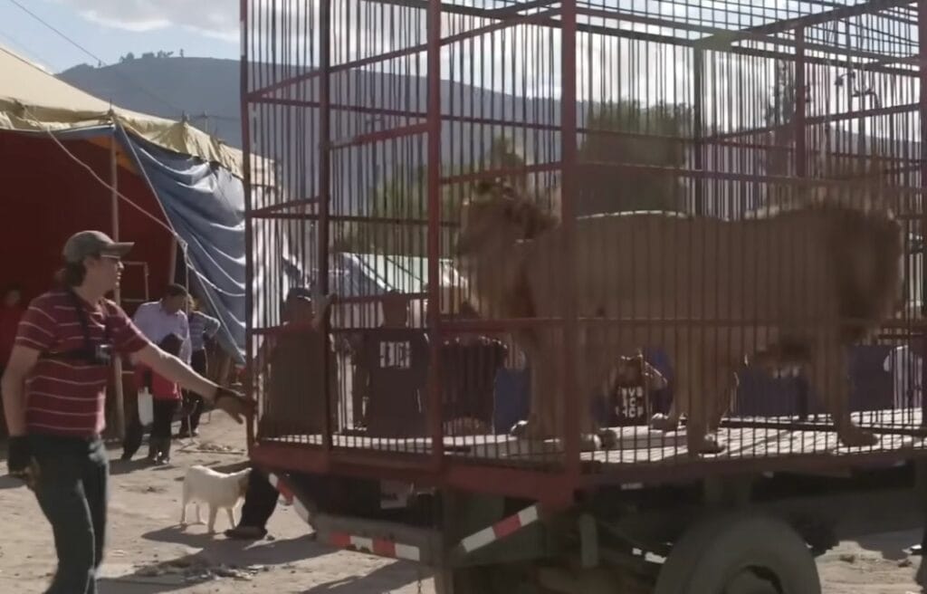 Rex and Simba inside the cage