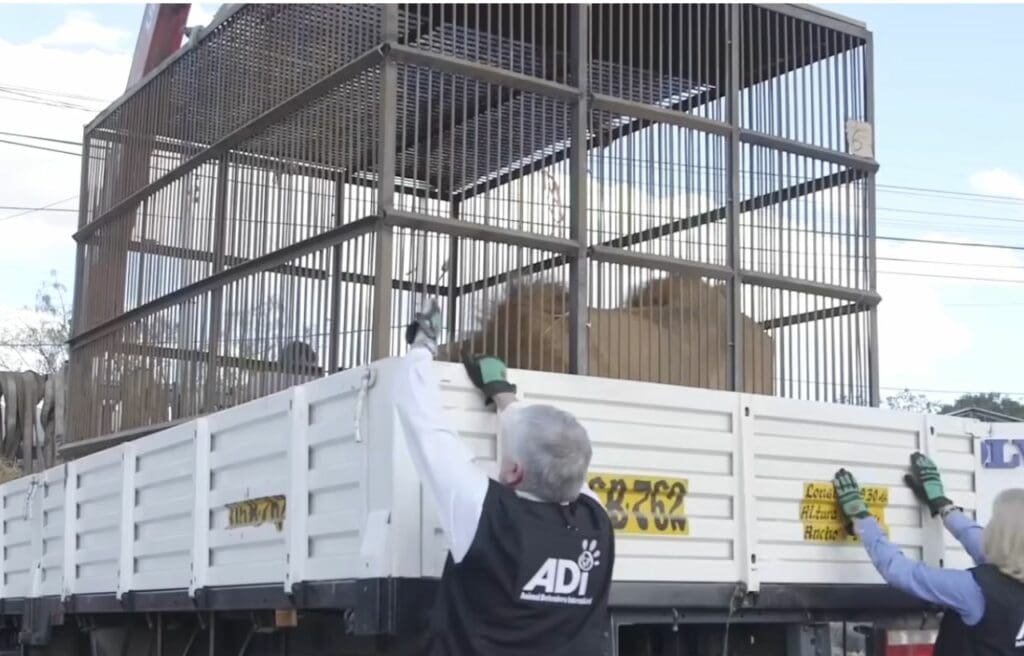 ADI during the rescue of Rex and Simba