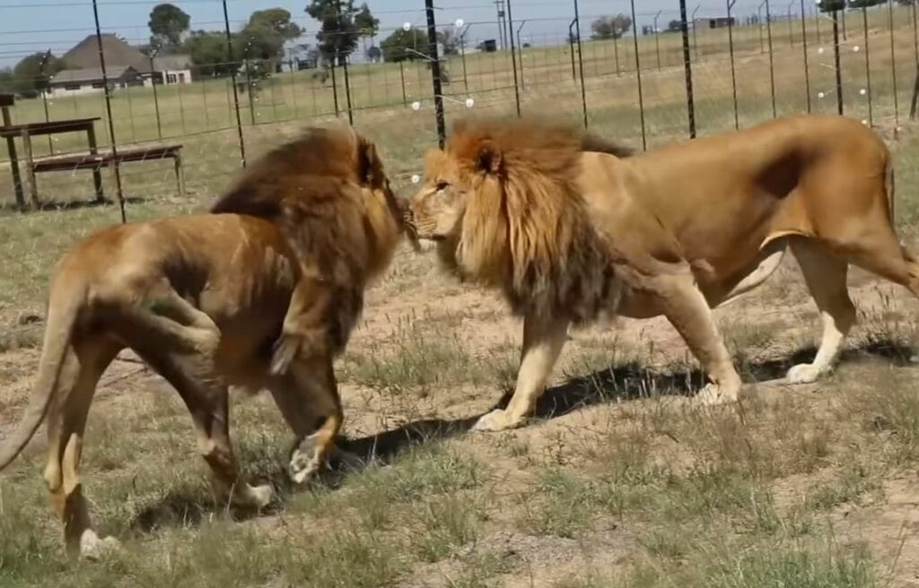 Rex and SImba enjoying the grass