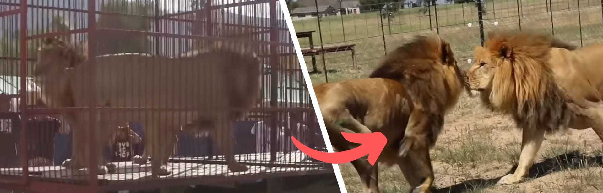 A Roaring New Chapter Begins for These Two Rescued Circus Lions featured image
