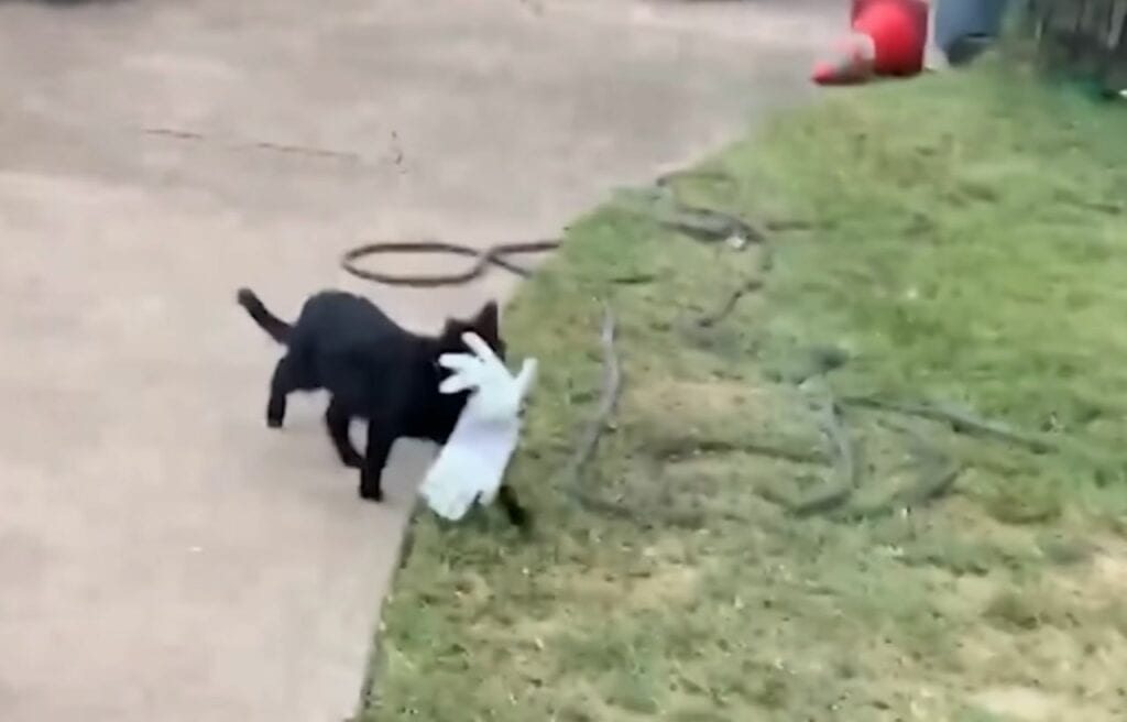 Cleo caught stealing a glove