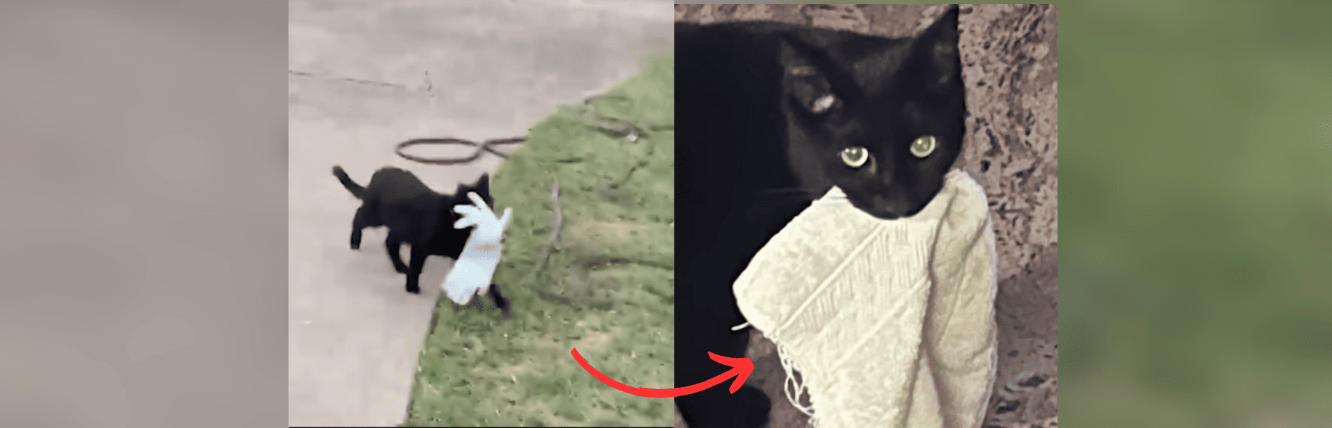 Clever Cat Burglar Snatches More Than Just Hearts in Houston Suburb featured image