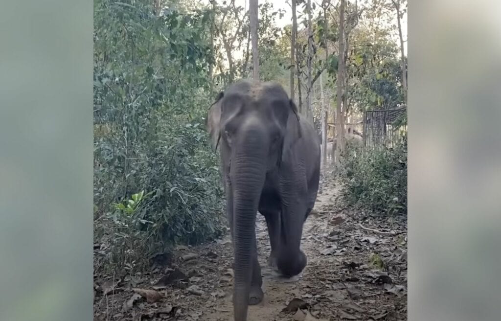 Bouakham walking freely